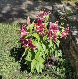 Meet your Posher, Brenda